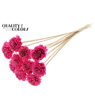QC Shola Zinia 6cm on stem Wax Cerise | Per 50 stuks