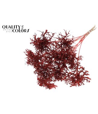 QC Dry Tree on stem Coral | Per 50 stuks