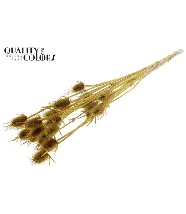 Cardi Distel Bleached 5pc/bunch 70cm Metallic Yellow ( x 6 )