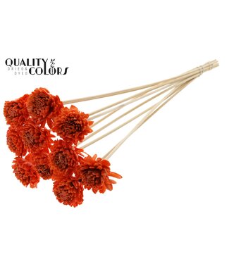 QC Shola Zinia 6cm on stem Wax Orange ( x 50 )