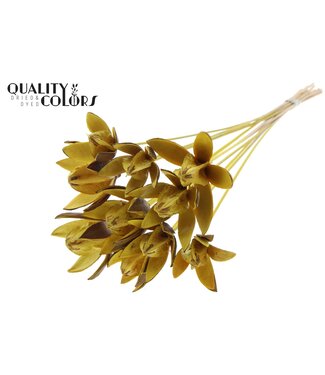 QC Wild Lilly on stem Yellow | Per 50 stuks