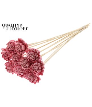 QC Shola New Beauty Rose 6cm on stem Wax Licht Pink | Per 50 stuks