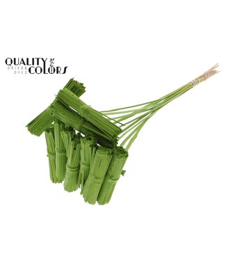 QC Kore Posy on stem Covered Light Green | Per 50 stuks