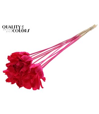 QC Shola Dear Holly 6cm on stem Cerise ( x 50 )