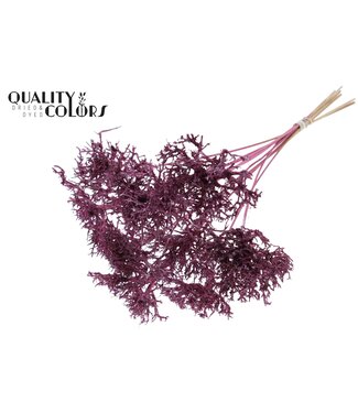 QC Dry Tree on stem Metallic Pink | Per 50 stuks