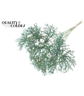 QC Dry Tree on stem Frosted Mint Green | Per 50 stuks
