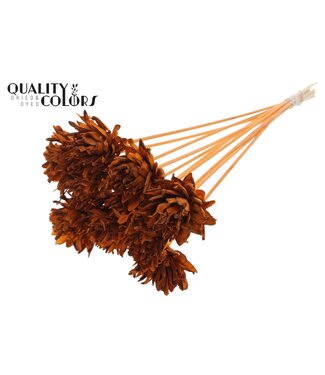 QC Shola Slice Pine 6cm on stem Terracotta ( x 50 )