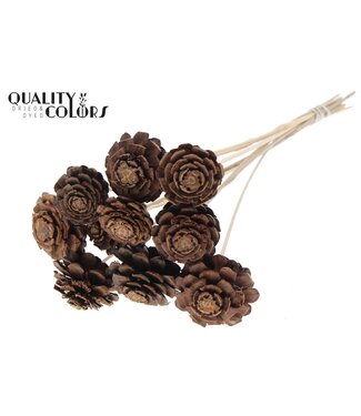 QC Pine cone cut 5-7cm on stem Natural | Per 50 stuks