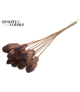QC Mehogani on stem Frosted Salmon | Per 50 stuks