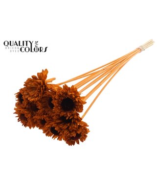 QC Shola Daisy Sunflower 6cm on stem Terracotta ( x 50 )