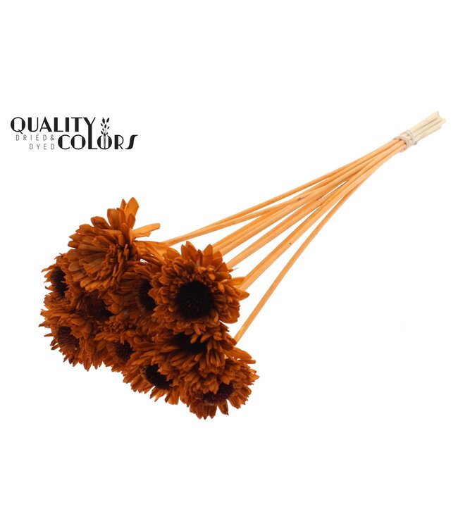 Shola Daisy Sunflower 6cm on stem Terracotta ( x 50 )