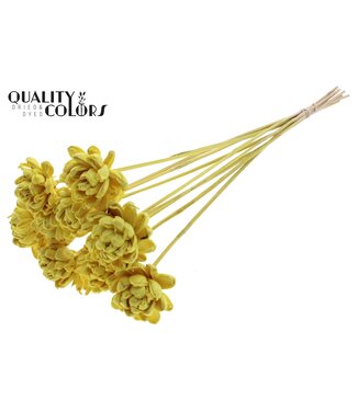 QC Shola New Beauty Rose 6cm on stem Yellow | Per 50 stuks
