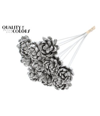 QC Shola New Beauty Rose 6cm on stem Platina ( x 50 )