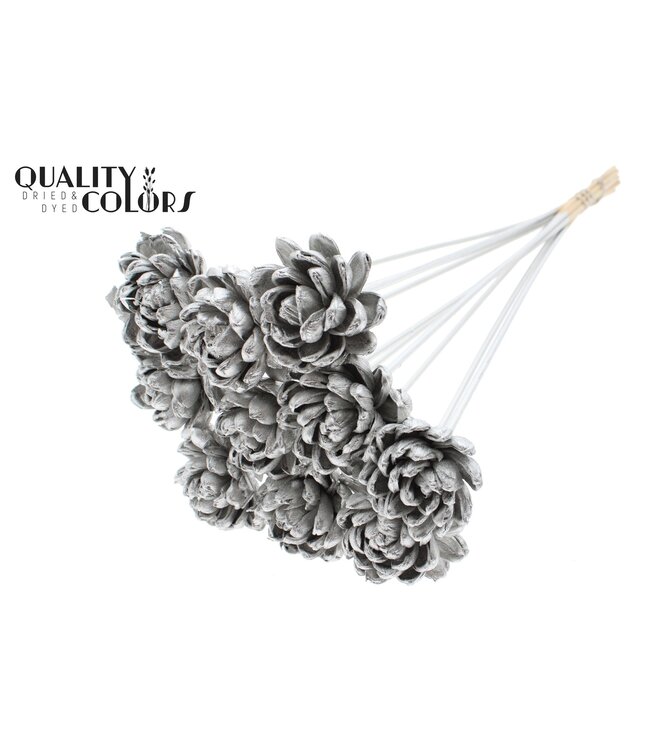 Shola New Beauty Rose 6cm on stem Platina ( x 50 )