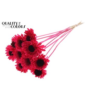 QC Shola Daisy Sunflower 6cm on stem Cerise ( x 50 )