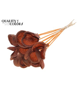 QC Badam on stem Orange | Per 50 stuks