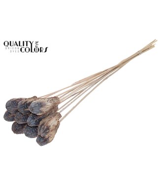 QC Mehogani on stem Frosted White | Per 50 stuks