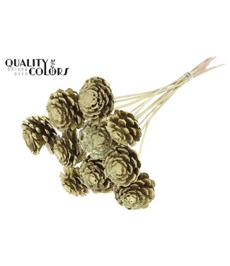QC Pine cone cut 5-7cm on stem Gold | Per 50 stuks