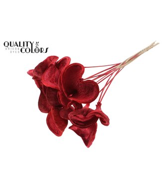 QC Badam on stem Intense Red | Per 50 stuks