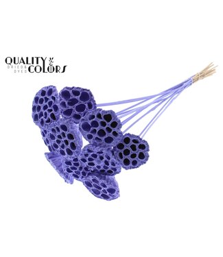 QC Lotus 5-7cm on stem Covered Milka ( x 50 )