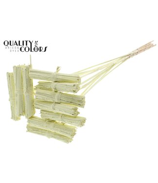 QC Kore Posy on stem Covered Creme | Per 50 stuks
