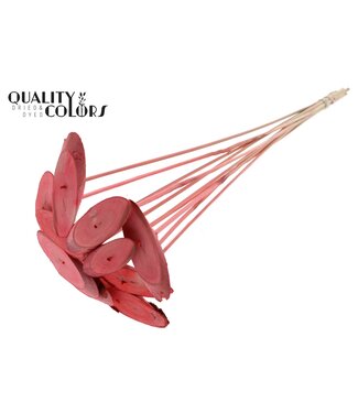 QC Wood oval Slice on stem Coral | Per 50 stuks