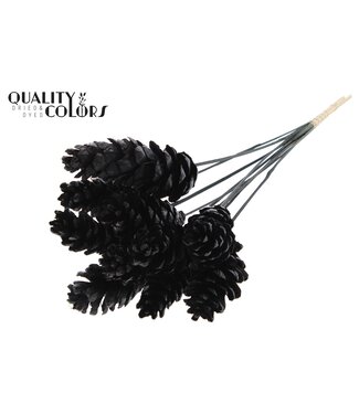QC Strobus 10-15cm on stem Black | Per 50 stuks