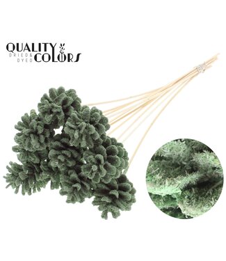 QC Pine cone 5-7cm on stem Sawdust  Light Green | Per 50 stuks