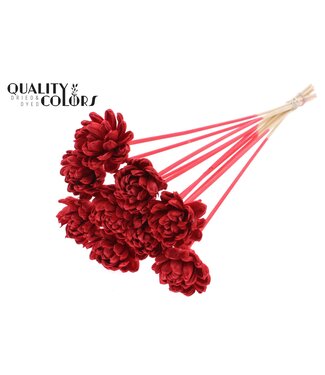 QC Shola New Beauty Rose 6cm on stem Red ( x 50 )