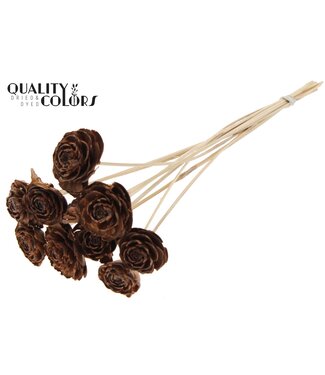 QC Cedar Rose on stem Natural | Per 50 stuks