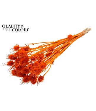 QC Cardi Distel Bleached 10pc/bunch 55cm Orange ( x 15 )
