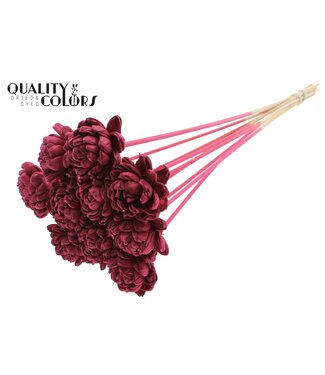 QC Shola New Beauty Rose 6cm on stem Burgundy | Per 50 stuks