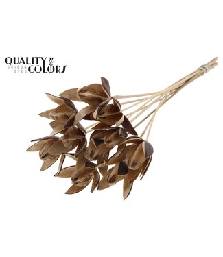 QC Wild Lilly on stem Natural | Per 50 stuks