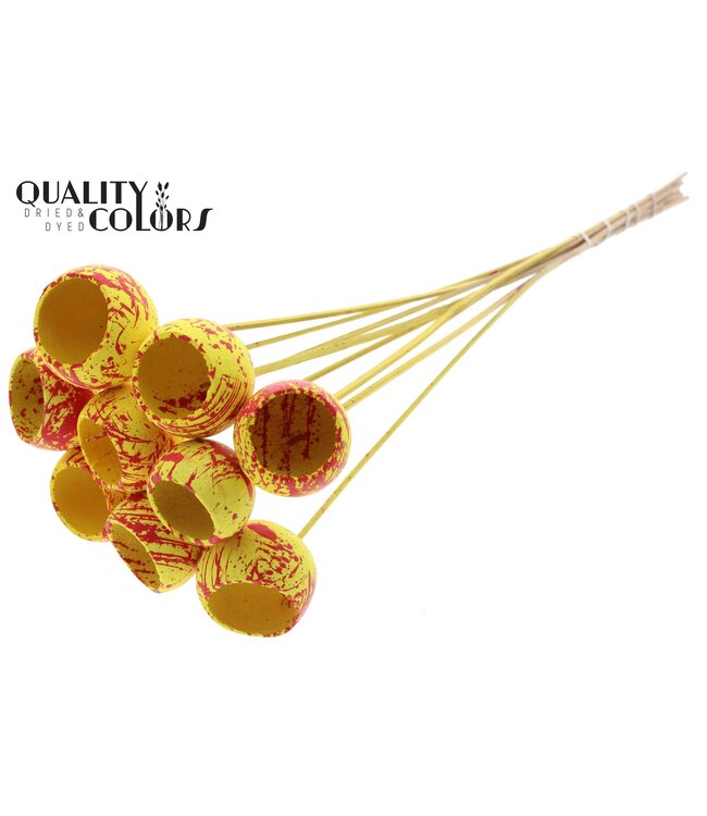 Bell Cup on stem Splashed Yellow/Red ( x 50 )