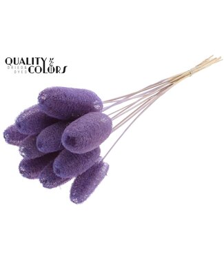 QC Luffa Mini on stem Milka | Per 50 stuks
