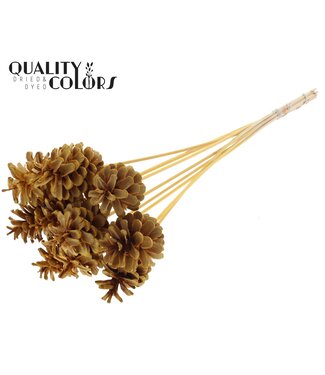 QC Pine cone 5-7cm on stem Intense Apricot ( x 50 )