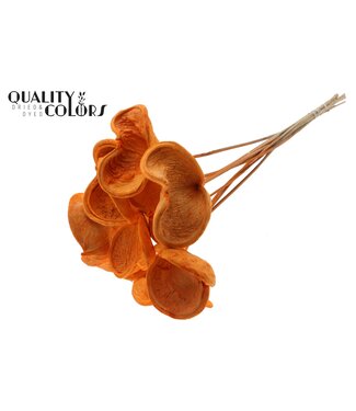 QC Badam on stem Intense Orange ( x 50 )