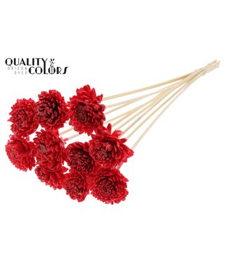 QC Shola Zinia 6cm on stem Wax Red | Per 50 stuks