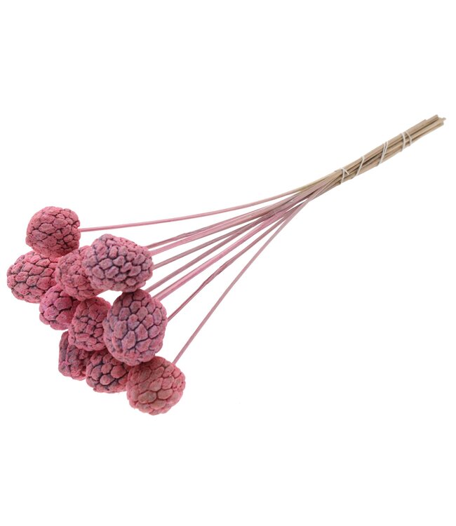 Atta Fruit on stem Frosted Pink ( x 50 )
