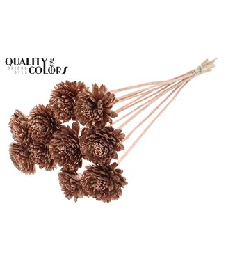 QC Shola Zinia 6cm on stem Copper ( x 50 )