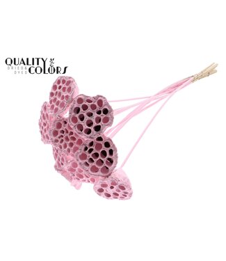 QC Lotus 5-7cm on stem Covered Light Pink ( x 50 )