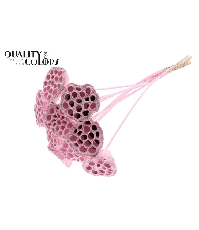 Lotus 5-7cm on stem Covered Light Pink ( x 50 )