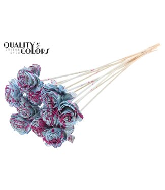QC Shola Beauty Rose 6cm on stem Splashed Light Blue/Cerise ( x 50 )