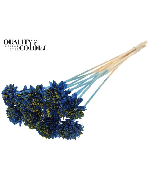 Shola Zinia 6cm on stem Splashed Blue/Yellow ( x 50 )