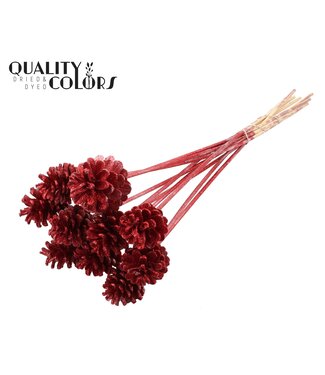 QC Pine cone 5-7cm on stem Red + Glitter ( x 150 )