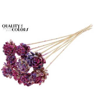 QC Shola New Beauty Rose 6cm on stem Multicolour Milka | Per 50 stuks