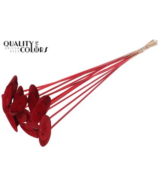 QC Wood oval Slice on stem Red | Per 50 stuks