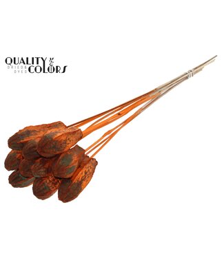 QC Mehogani on stem Orange | Per 50 stuks