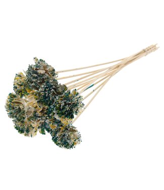 QC Shola Karnish Flower 6cm on stem Multicolour Green/Yellow | Per 50 stuks