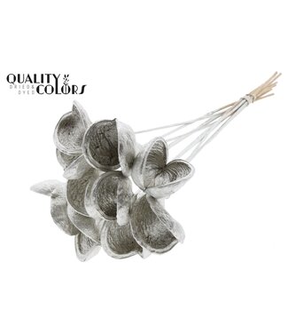 QC Badam on stem Platina | Per 50 stuks